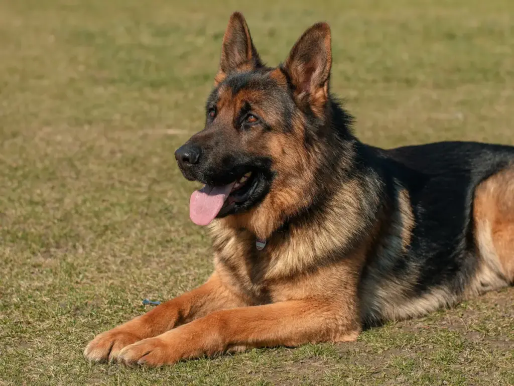 The Definitive Canine Nomenclature Report: Selecting the Optimal Moniker for the Male German Shepherd