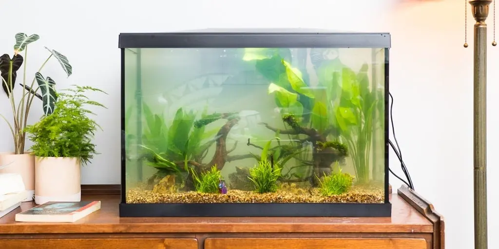 The Definitive Guide to Freshwater Aquariums: Expert Insights, Equipment Testing, and Maintenance Essentials