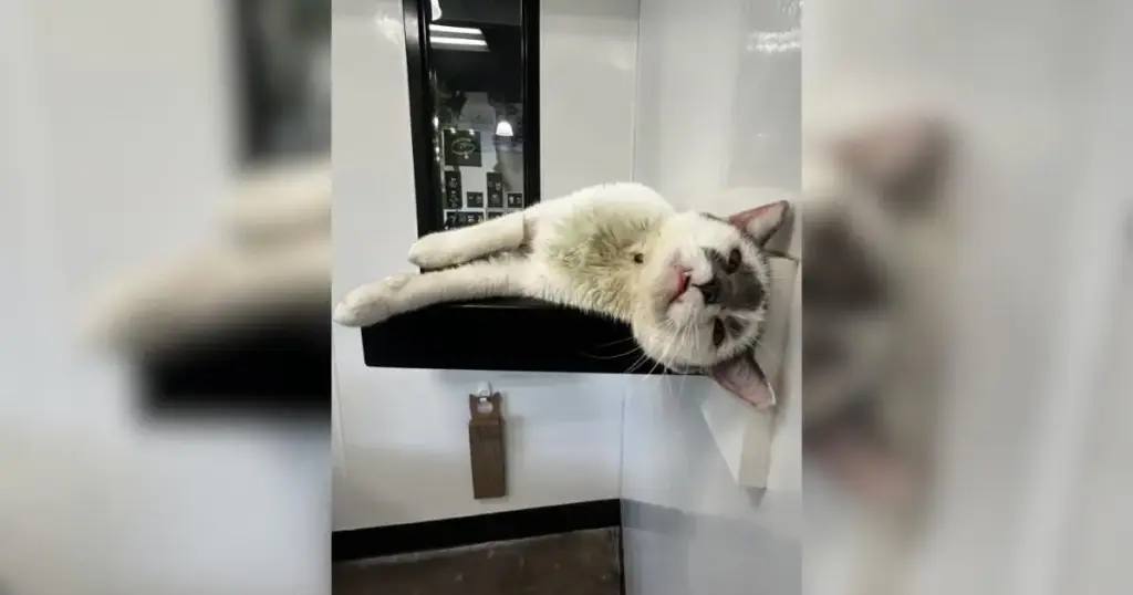 The Enigma of Taz: Inside the Greenville Humane Society’s Most Unconventional Resident
