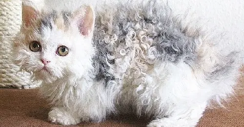 The Enigma of the "Poodle Cat": Genetics, History, and the Rise of Feline Curl Culture