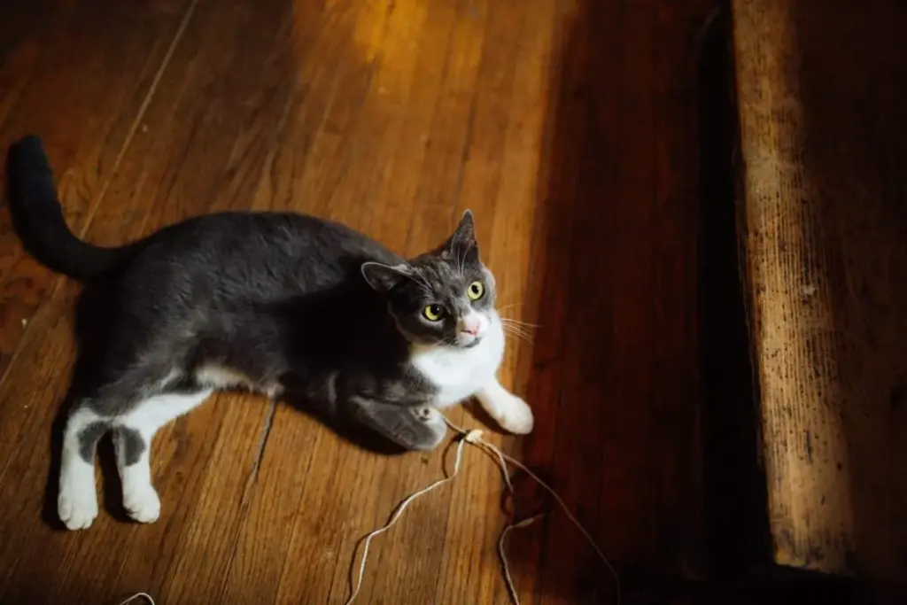 The Feline Courier: Decoding Why Your Cat Brings Toys to Your Feet