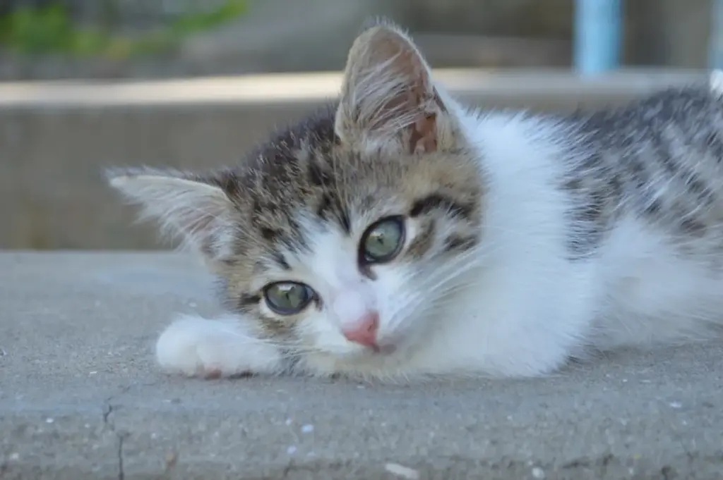 The Feline Flea Crisis: Comprehensive Guide to Eradicating Infestations, Selecting Treatments, and Protecting Your Home
