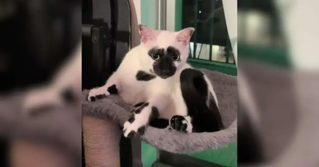 The Feline Genetics of the "Reverse Tuxedo": Inside the Science and Viral Fame of Bicolor Cats
