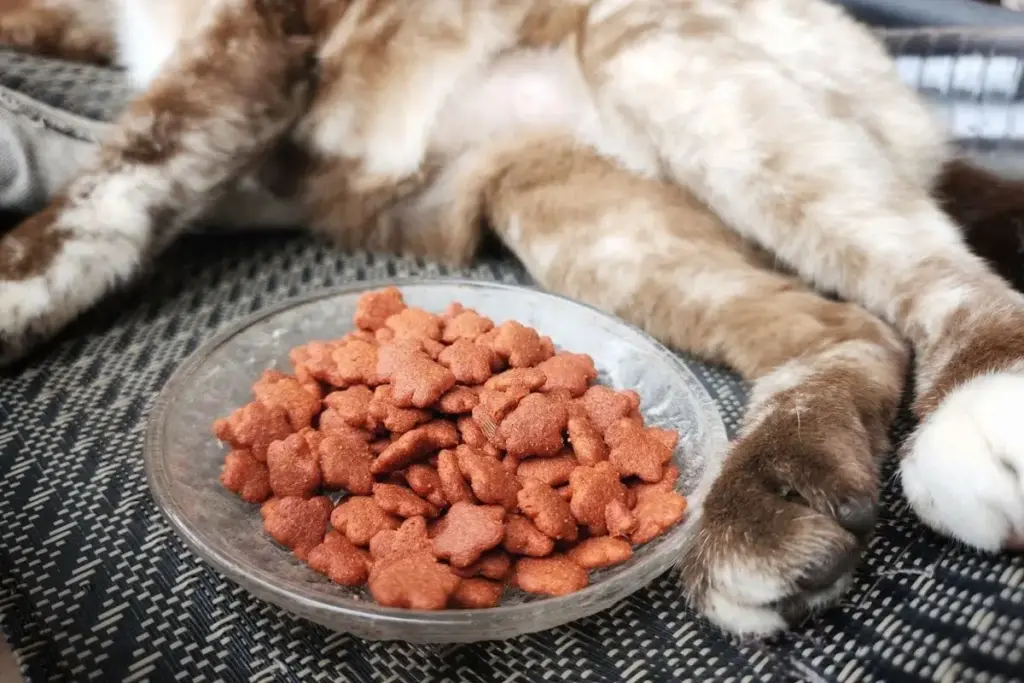 The Feline Hydration Dilemma: Should You Be Adding Water to Your Cat’s Dry Kibble?
