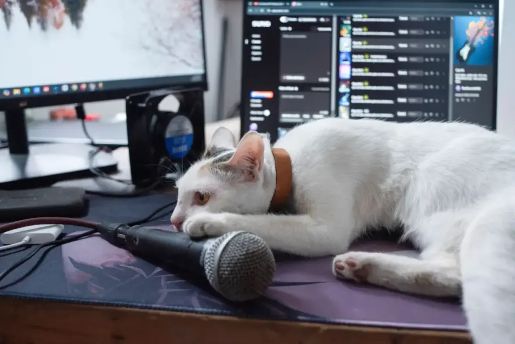 The Feline Keyboard Takeover: Decoding Why Cats Demolish Our Productivity for a Warm Screen