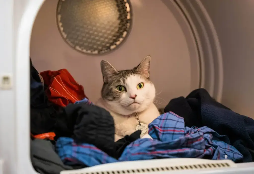 The Feline Laundry Phenomenon: Why Your Cat Prefers Your Clothes Over Expensive Beds