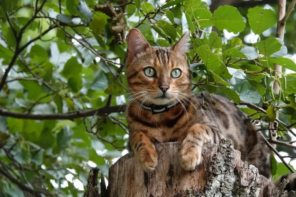 The Feline Lexicon: A Comprehensive Investigative Report on the 12 Most Vocal Cat Breeds