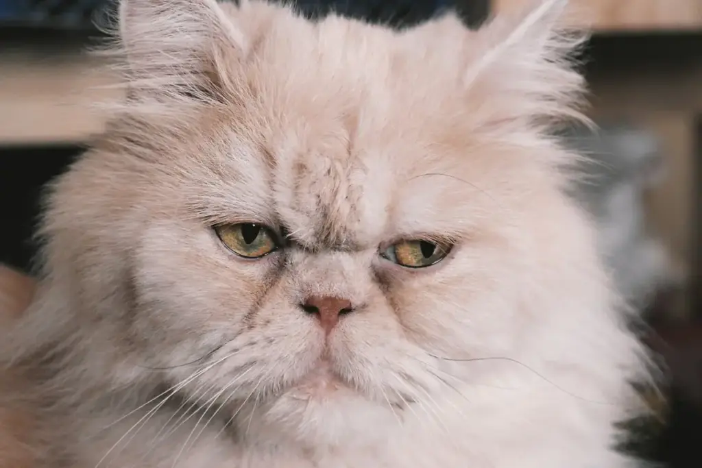 The Feline Spectrum: An Authoritative Guide to the 15 Most Common Cat Breeds and How to Choose Your Ideal Companion