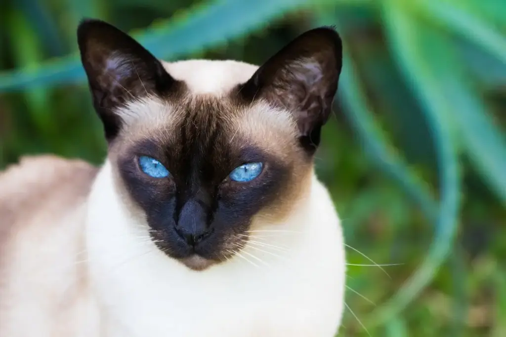 The Feline Town Hall: An Investigation into Domestic Cat Communication and the Breeds That Demand the Last Word