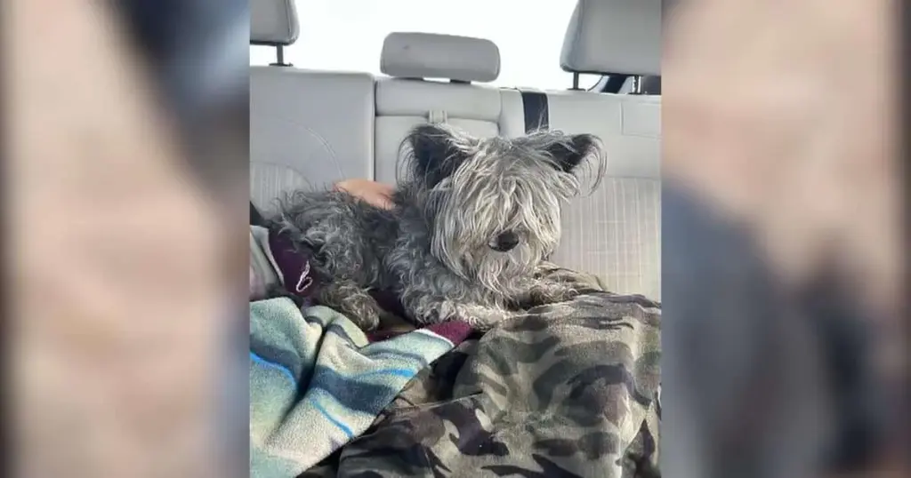 The Four-Year Mystery of Owl: Missing Sedona Dog Recovered 150 Miles Away Highlights Critical Role of Microchip Technology