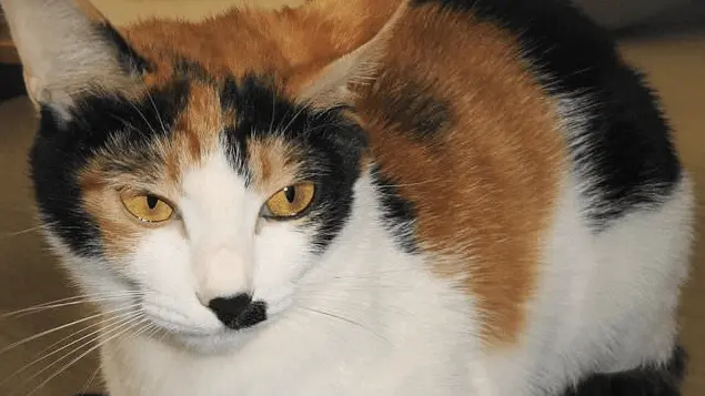 The Genetic Marvel of Calico Cats: Unraveling the Science Behind the Rarest Felines on Earth