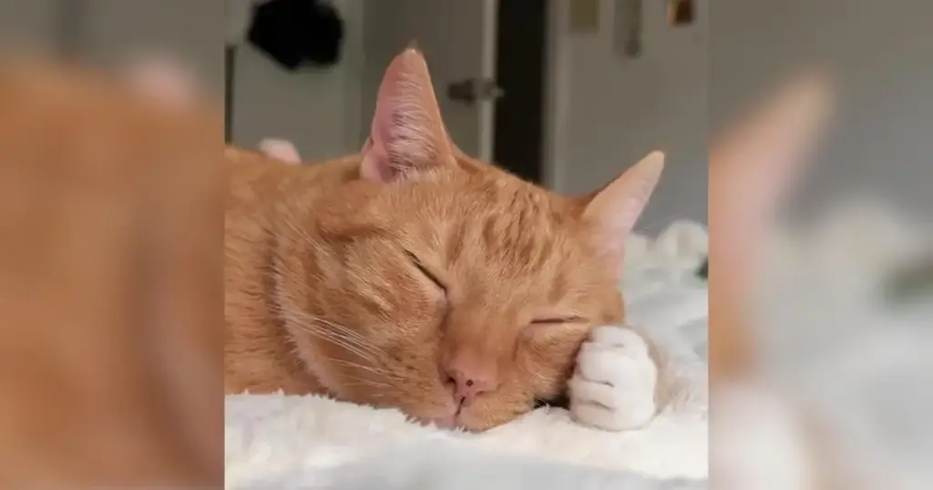 The Healing Power of Feline Empathy: Inside the 11-Year Journey of Ed the Cat and His Family