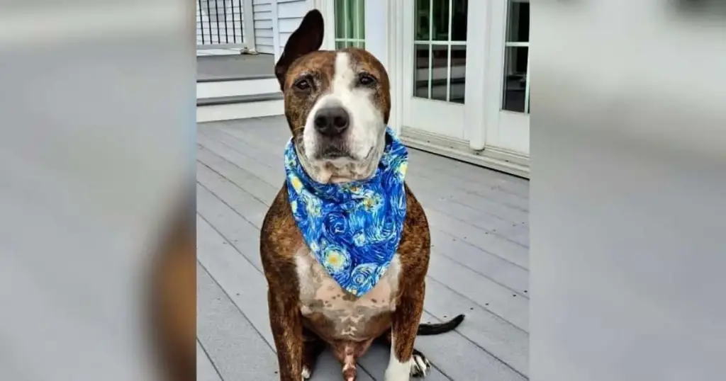 The Legacy of Van Gogh: How a Mutilated Bait Dog Painted a New Paradigm for Animal Rehabilitation and Rescue Philanthropy