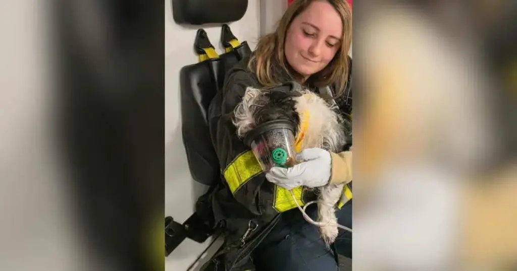The Living Room Trap: How Maryland Firefighters Used Hydraulic Rescue Tools to Save a Trapped Terrier