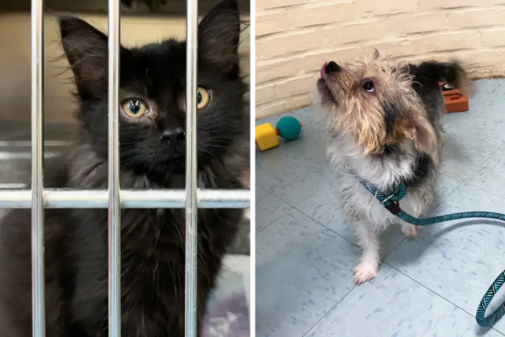 The Lost Pet Playbook: Expert Strategies for Reclaiming and Rescuing Companion Animals