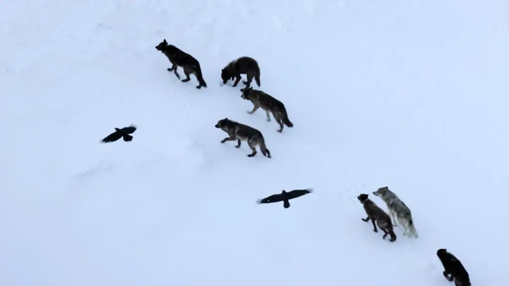 The Masterminds of the Meadow: Groundbreaking Study Reveals Ravens Outsmart Scavenger Assumptions Through Spatial Memory, Not Shadowing