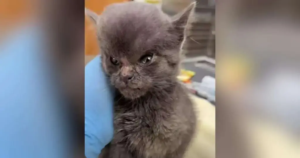 The Miracle of "Megamind": How a Stray Kitten with a Dramatic Medical Mystery Found Healing and a Forever Home