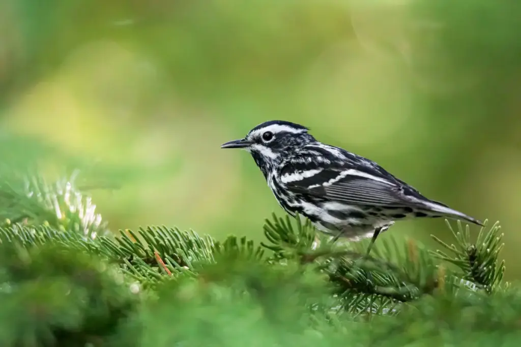 The Monochromatic Majesty: Understanding, Identifying, and Attracting North America’s Black-and-White Birds