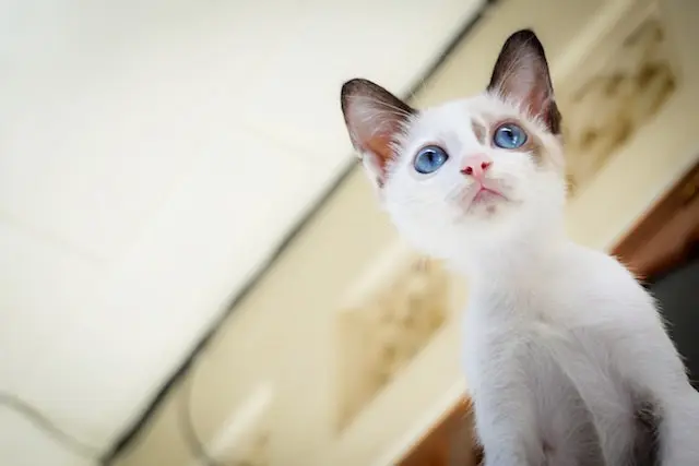 The Optical Illusion of Feline Infancy: Unraveling the Science Behind Kitten Eye Color