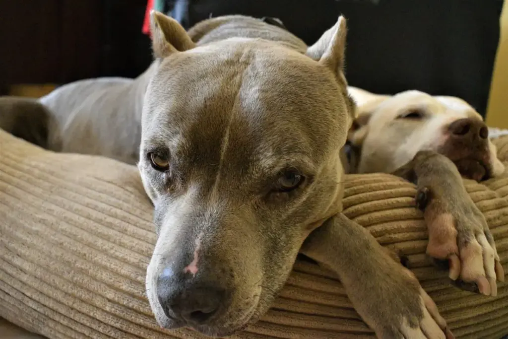 The Orthopedic Imperative: Investigative Report on the Canine Bedding Market and Joint Health in Pit Bulls