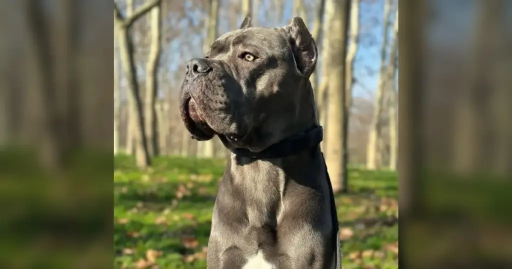 The Paradox of Breed Stereotypes: How a ‘Failed’ Guard Dog’s Gentleness Saved the Owner Who Saved Him