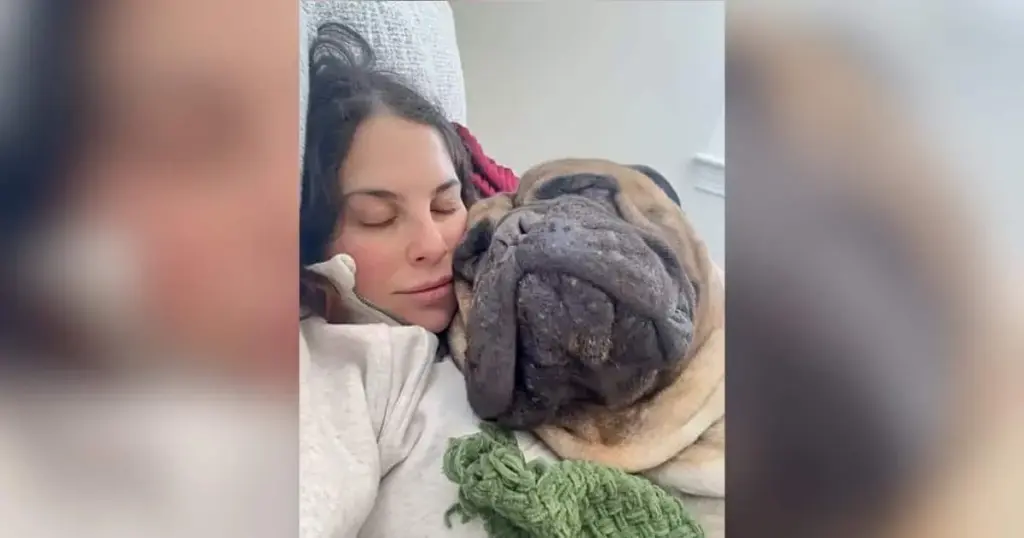 The Paradox of the Gentle Giant: How Meech the 160-Pound Bullmastiff Challenges Canine Stereotypes