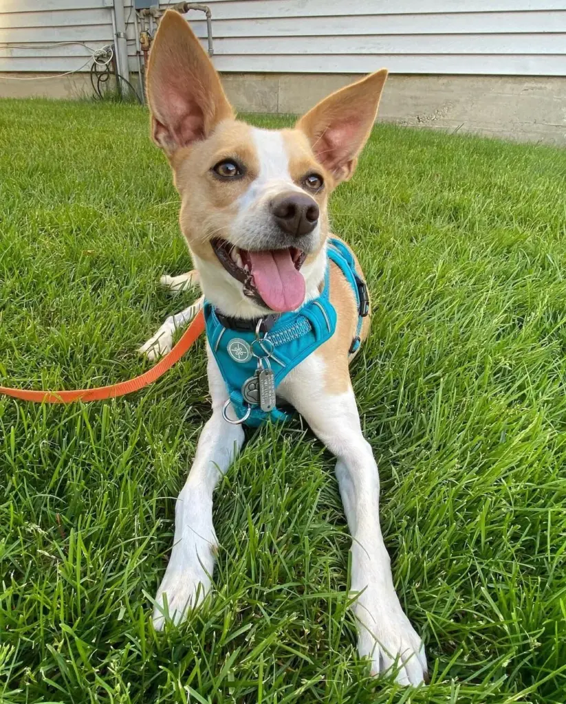 The Realities of Rescue: What Experienced Adopters Wish They Had Known Before Bringing Home a Dog