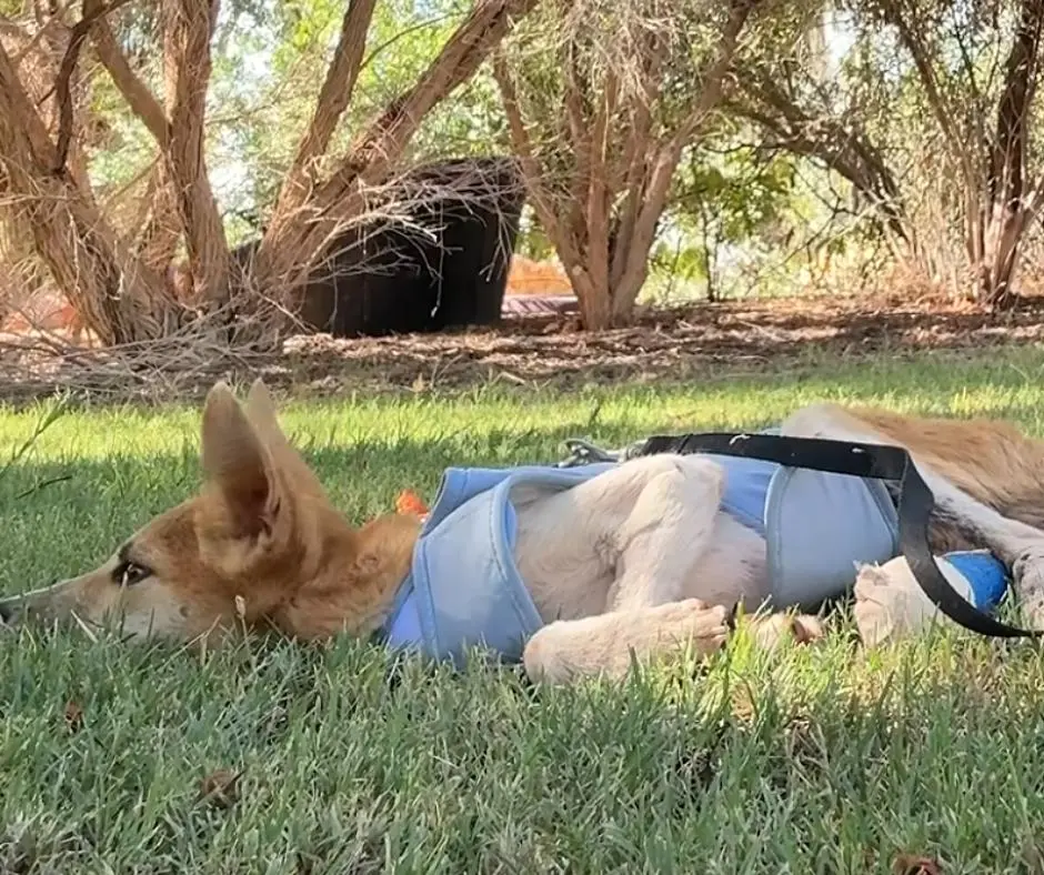 The Rescue of Yindi: How a Vulnerable Dingo Pup’s Survival Sparks a Broader Conservation Crusade