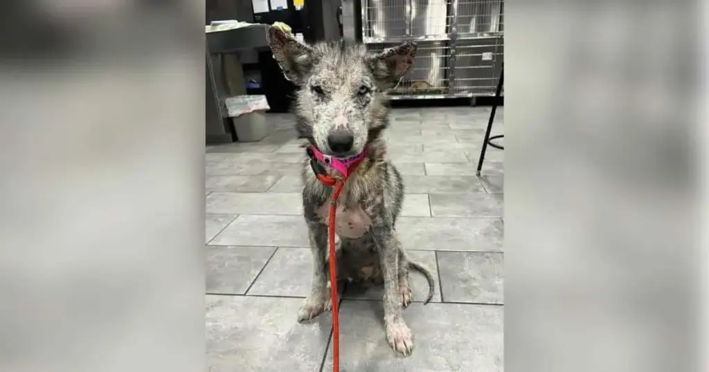 The Resilience of the "Tripod" Canine: How a Gunshot Survivor Defied Veterinary Limitations