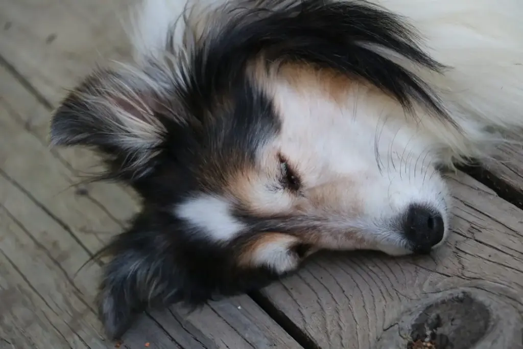 The Science of Canine Rest: An Investigative Analysis of the Best Dog Beds for Collies and the Orthopedic Physics of Pet Bedding