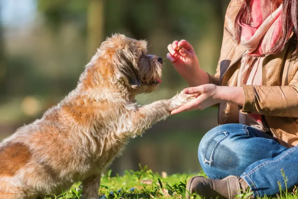 The Science of the "Jackpot": How Massive Rewards Rewrite the Rules of Animal Learning and Motivation