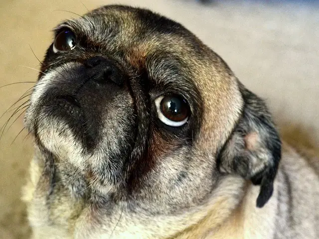 The Science of the Stench: How Canine Gut Dysbiosis Fuels Chronic Flatulence—and the Biotherapeutic Rise of Dog Probiotics