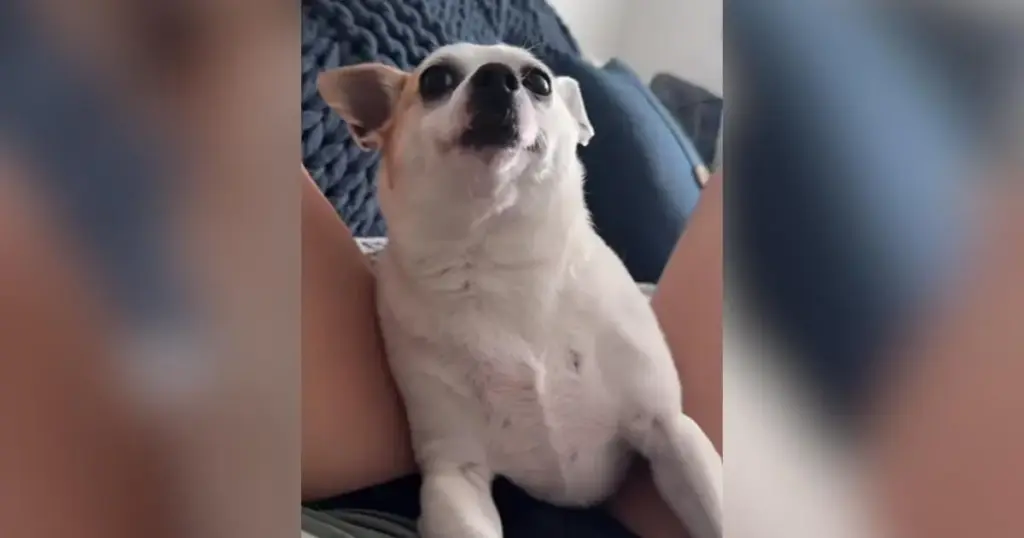 The Serendipity of Foster Failure: How a Nashville Sign and a Grief-Stricken Promise Bound a Rescue Dog to His Forever Home