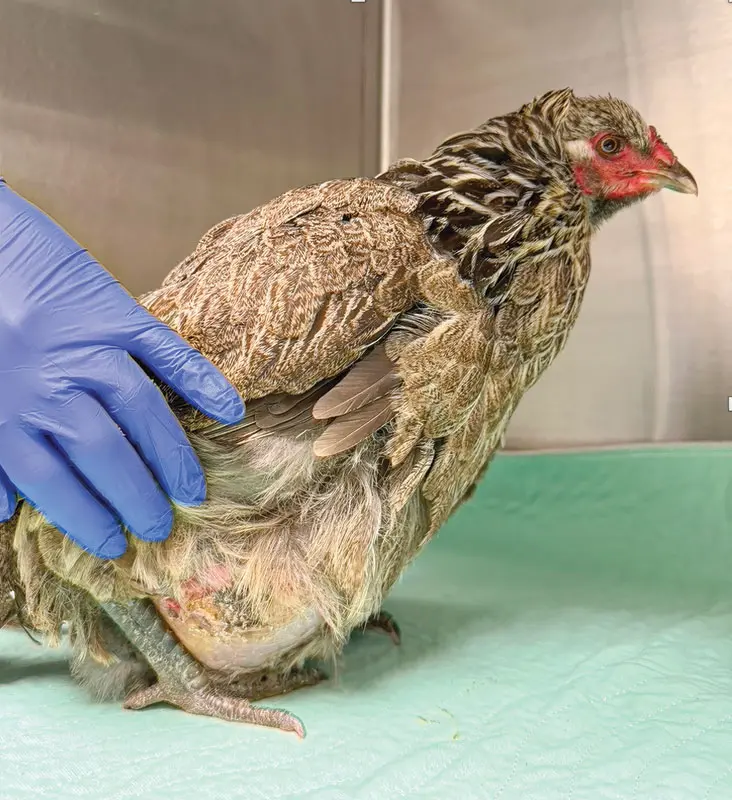 The Shifting Landscape of Backyard Poultry Medicine: An Urgent Examination of Avian Health, Regulatory Hurdles, and Clinical Realities