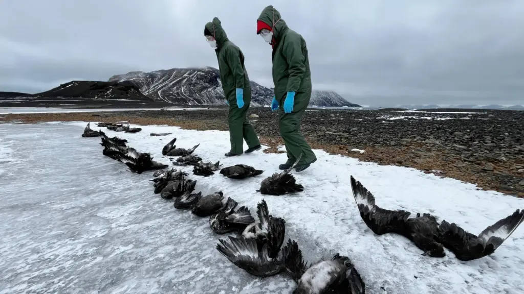 The Silent Crisis at the Edge of the World: H5N1 Makes Its Fatal Foothold in Antarctica