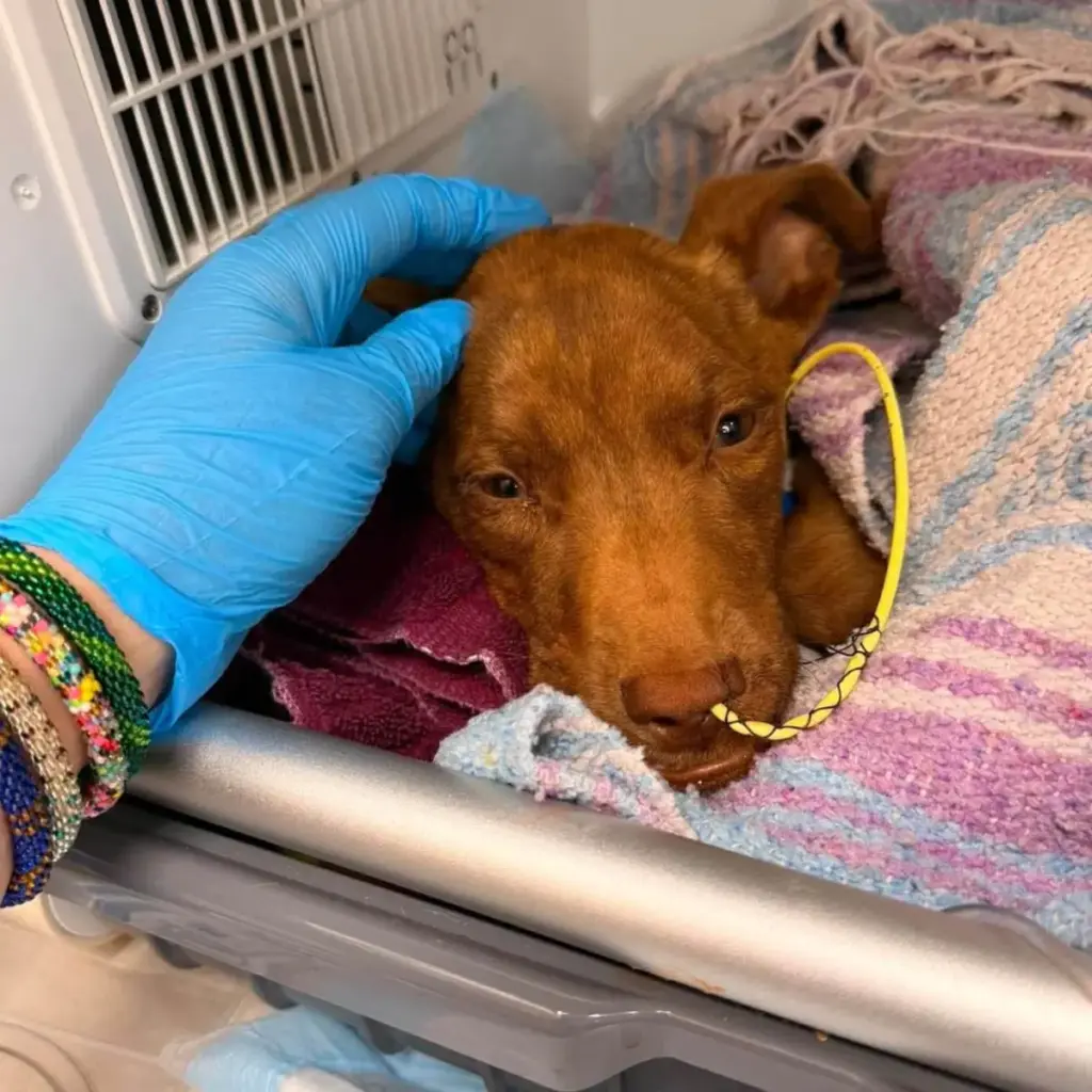 The Survival of Rudy: Inside a Houston Rescue’s Battle Against Extreme Veterinary Adversity