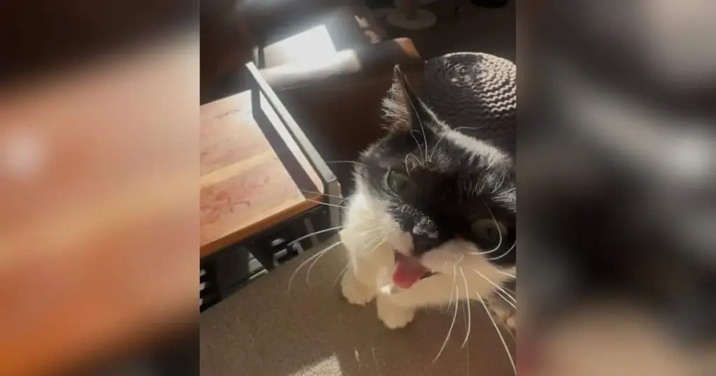 The Tiny Tuxedo Cat Capturing Global Hearts: Inside the Inspiring Life of Agnes, "The Little Lady"