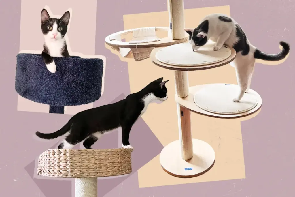 The Ultimate Feline Real Estate: An Exhaustive Investigation Into Choosing, Testing, and Ranking the Best Cat Trees