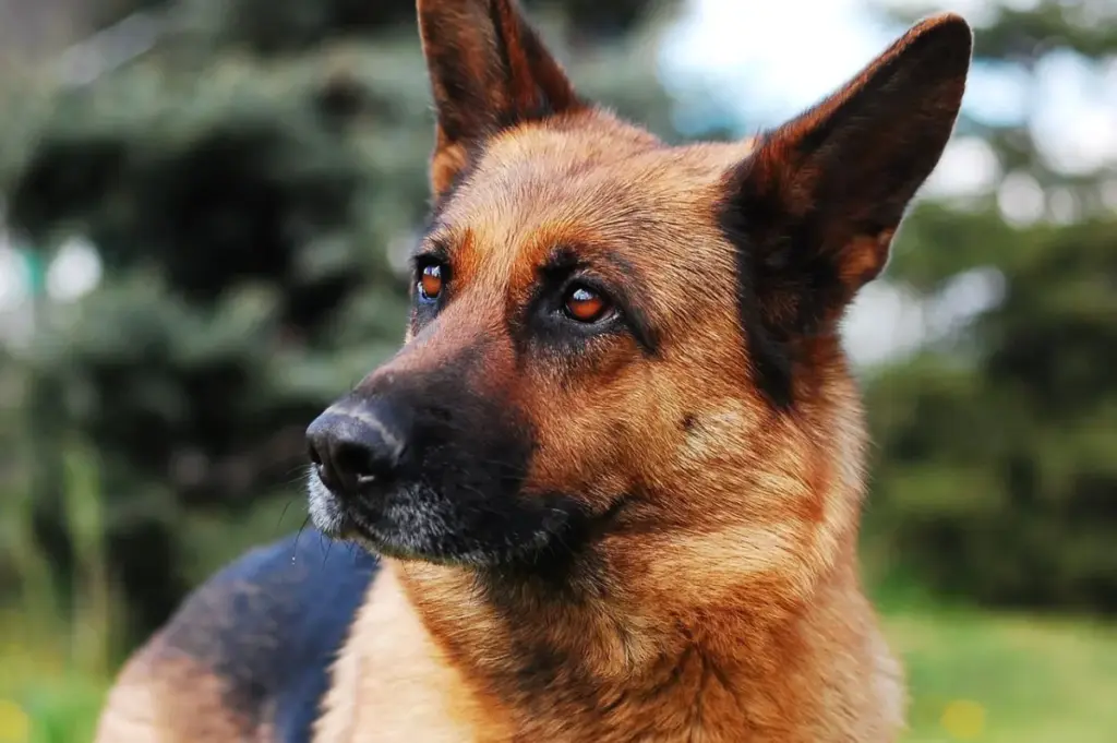 The Ultimate Guide to Naming Your Female German Shepherd: Selection Strategies, Training Methodologies, and Comprehensive Directory