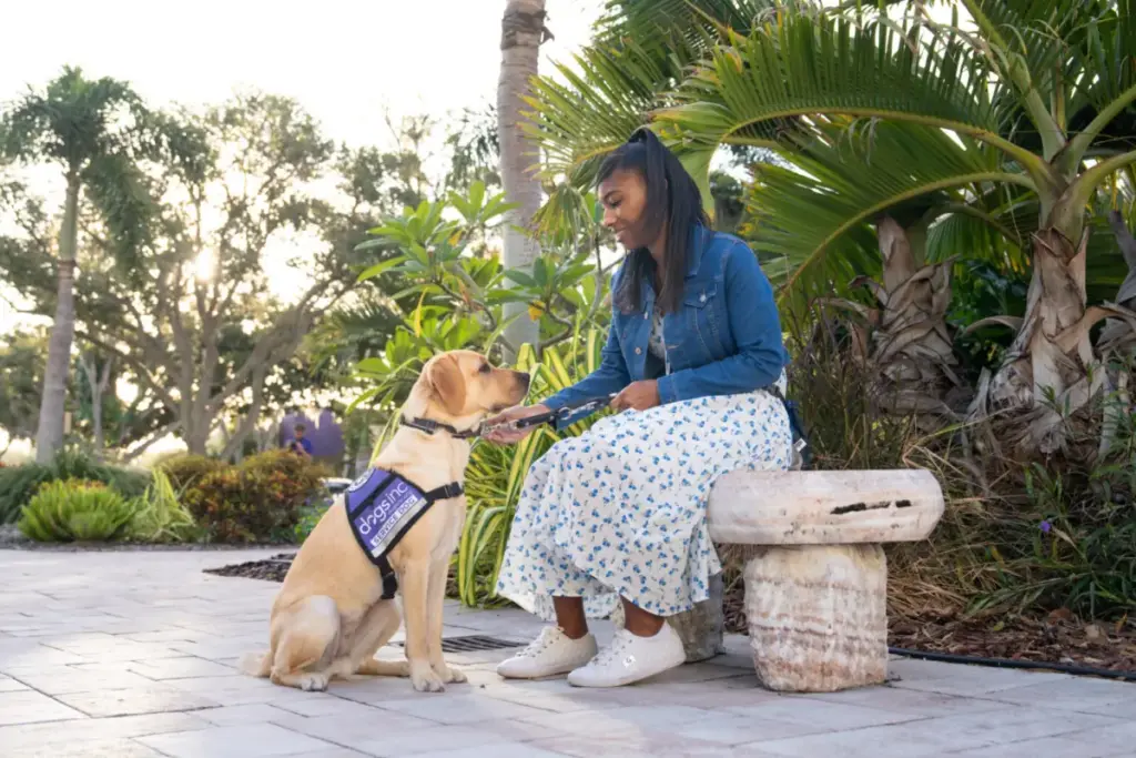 The Unsung Anchor: Why Emotional Regulation and Calmness Form the Ultimate Foundation of Modern Service Dog Training