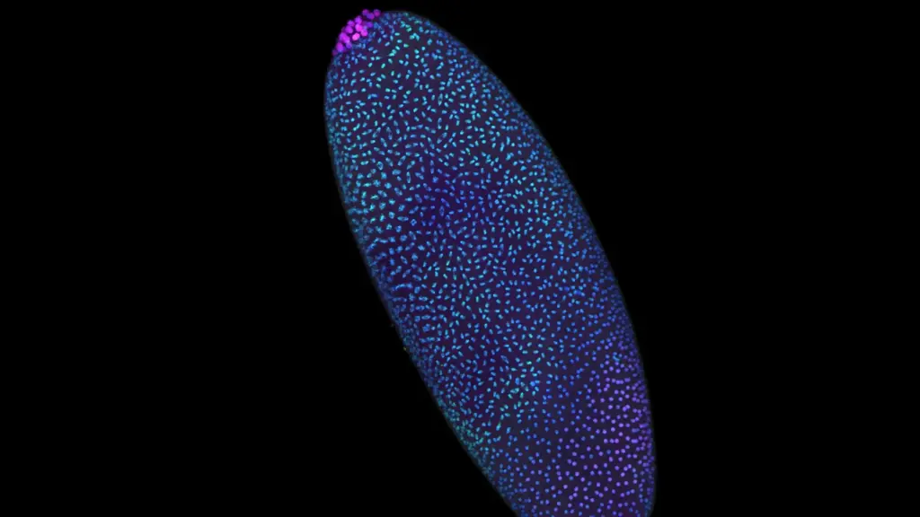 Unlocking the Architectural Dawn of Life: How Breakthrough 3D Genome Mapping Rewrites the Rules of Biology