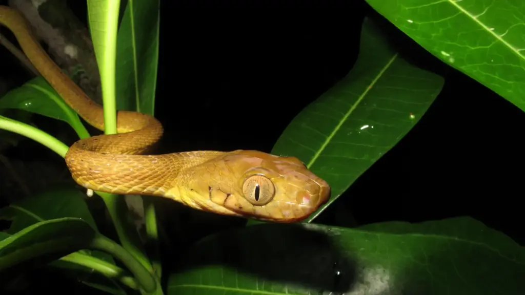 Unlocking the Genetic Blueprint of an Ecological Nightmare: How the Brown Tree Snake Defied the Odds
