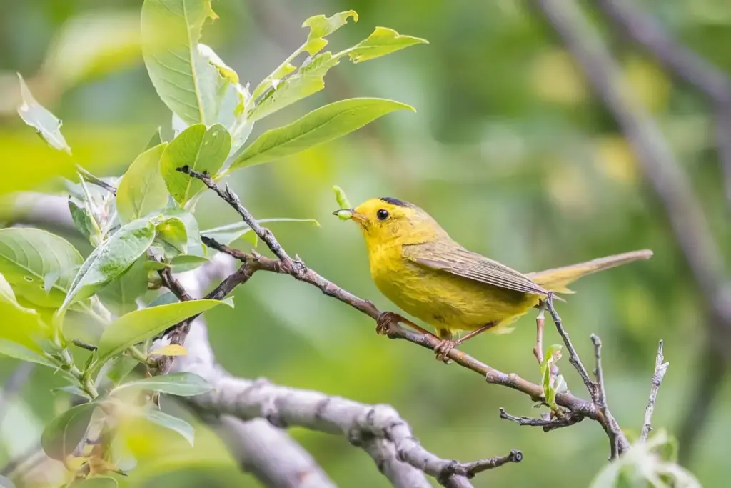 Unveiling the Avian Gender Gap: Landmark Study Reveals Female Perching Birds Face Shorter Lives