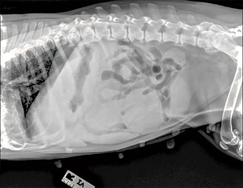 Veterinary Clinical Case Report: Diagnosing and Managing Pyometra in the Aging Intact Female Canine