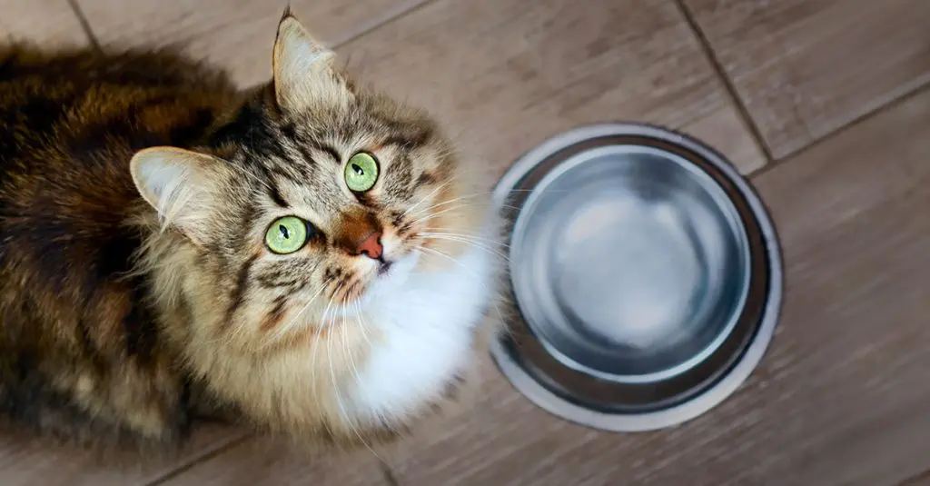Veterinary Nutritional Science and Post-Operative Care: The Clinical Imperative of Early Intervention