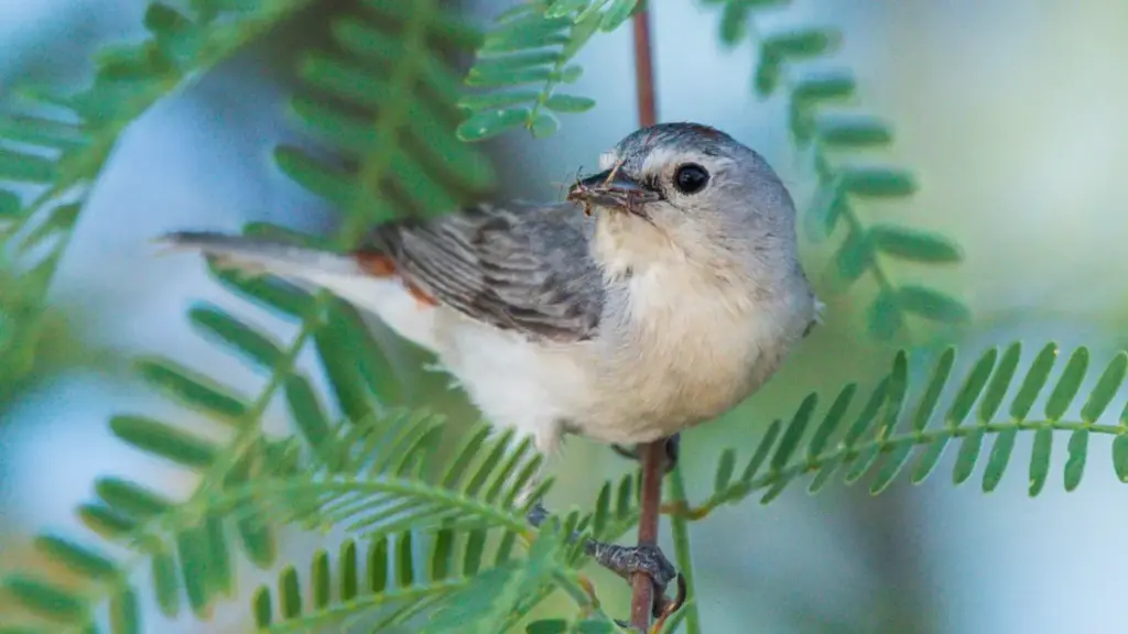 Wings Across the Southwest: Audubon Chapters Launch Fall Conservation, Community Science, and Advocacy Initiatives