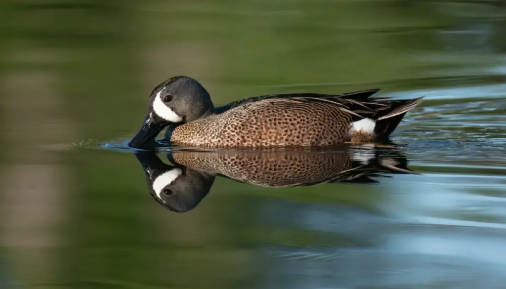 Wings Along the Great River: How Wetland Restoration Sustains 350 Bird Species and Safeguards Millions of Lives