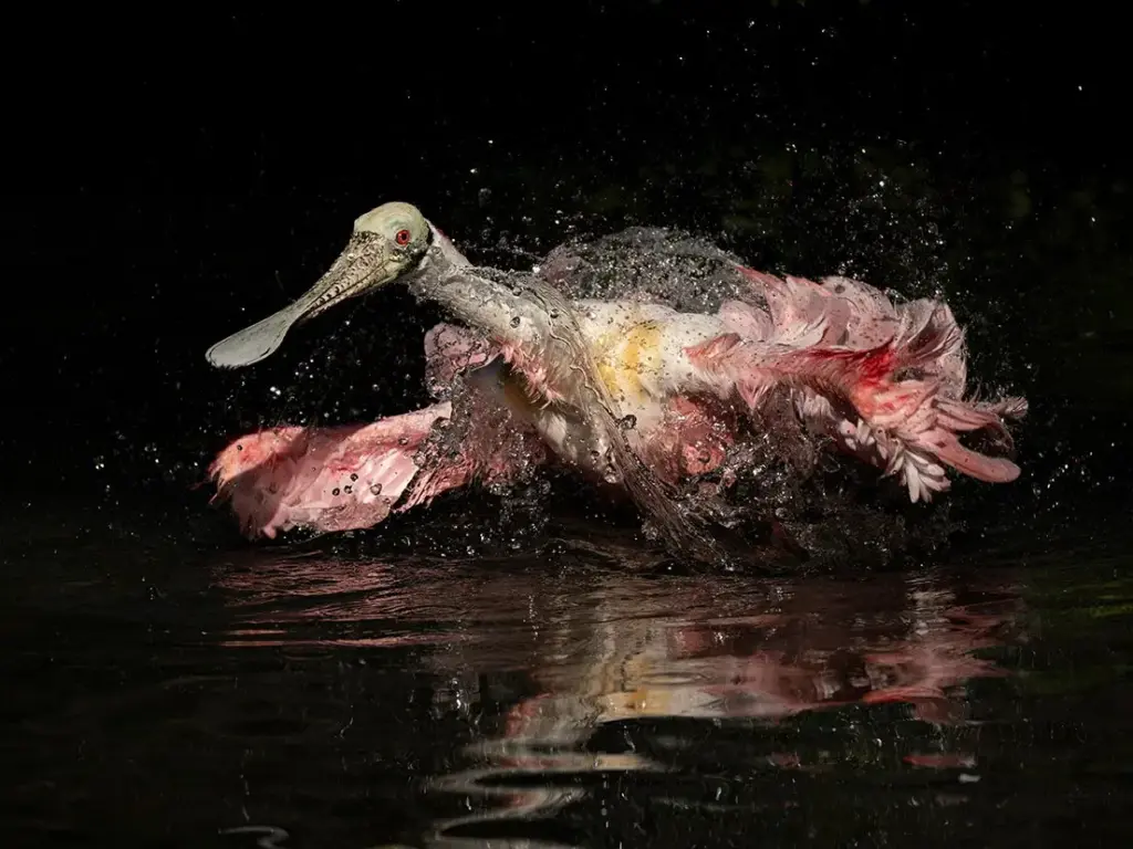 Wings Over Hemispheres: National Audubon Society Announces the 2026 Photography Award Winners, Celebrating Conservation Through the Lens