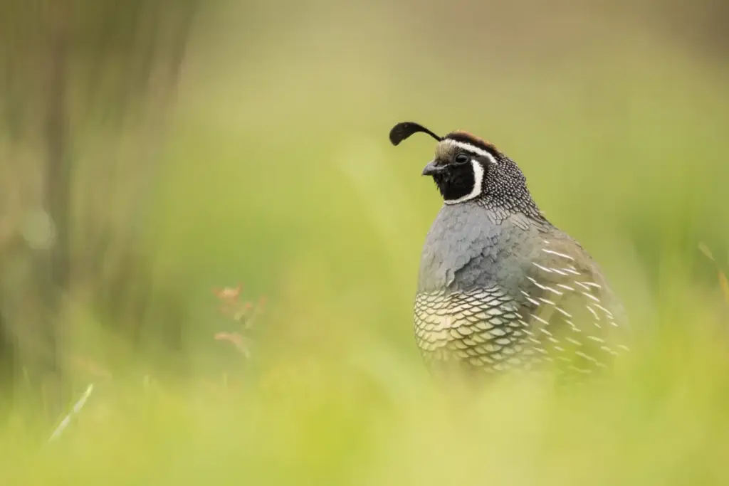Wings Over the Working Lands: Five California Ranches Earn Audubon’s Prestigious Bird-Friendly Land Certification