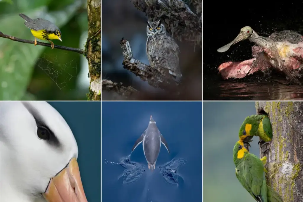 Wings Without Borders: Inside the 2026 Audubon Photography Awards and the Fight for Hemispheric Conservation